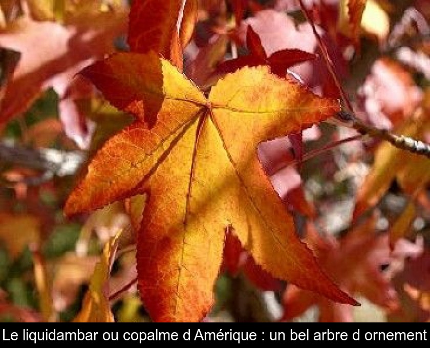 Le liquidambar ou copalme d'Amérique : un bel arbre d'ornement Le liquidambar ou copalme d'Amérique : un bel arbre d'ornement