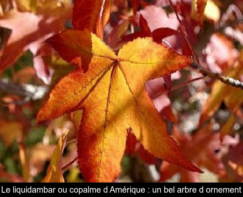 Le liquidambar ou copalme d'Amérique : un bel arbre d'ornement