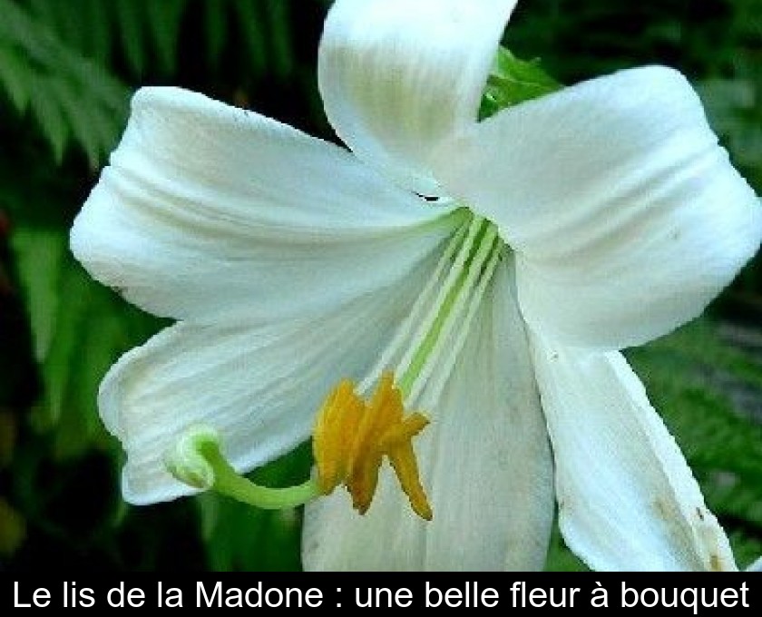 Le lis de la Madone : une belle fleur à bouquet Le lis de la Madone : une belle fleur à bouquet