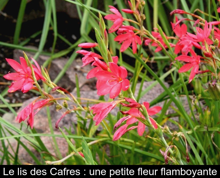 Le lis des Cafres : une petite fleur flamboyante Le lis des Cafres : une petite fleur flamboyante