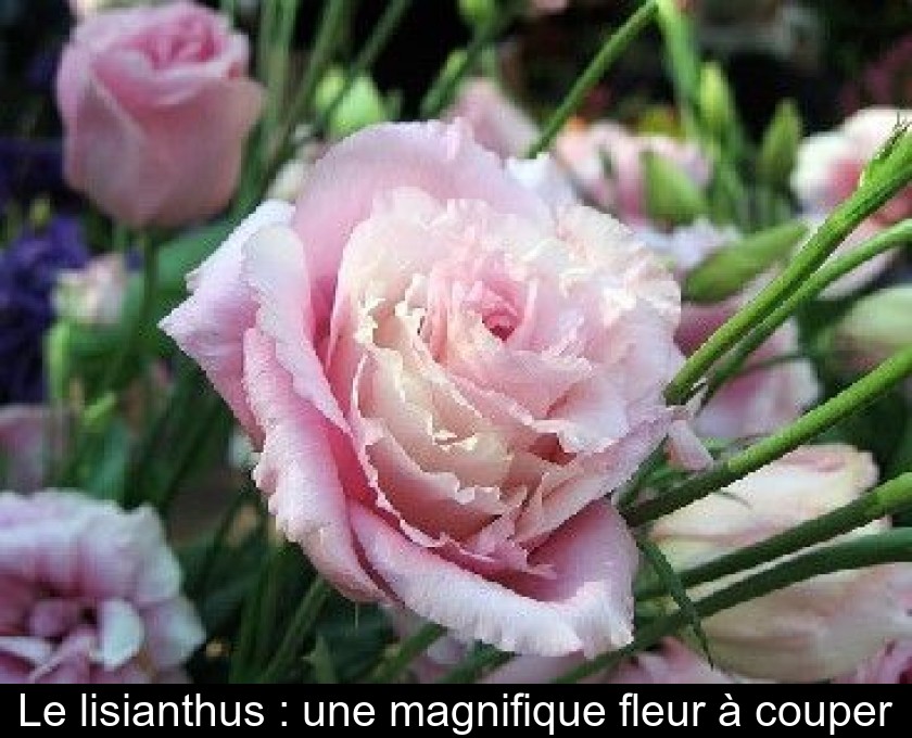 Le lisianthus : une magnifique fleur à couper