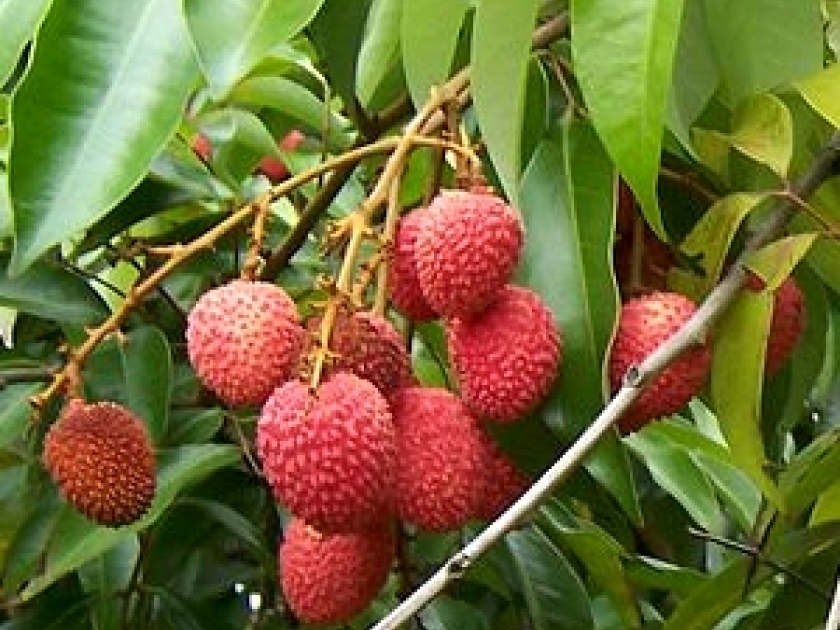 arbre du litchi