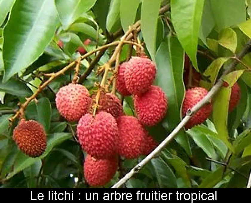 Le litchi : un arbre fruitier tropical 