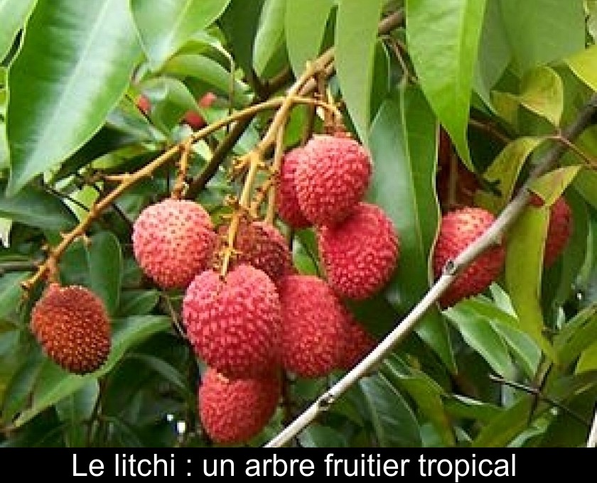 Le litchi : un arbre fruitier tropical Le litchi : un arbre fruitier tropical