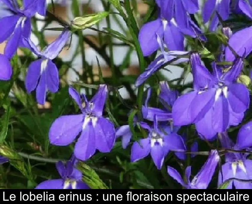 Le lobelia erinus : une floraison spectaculaire