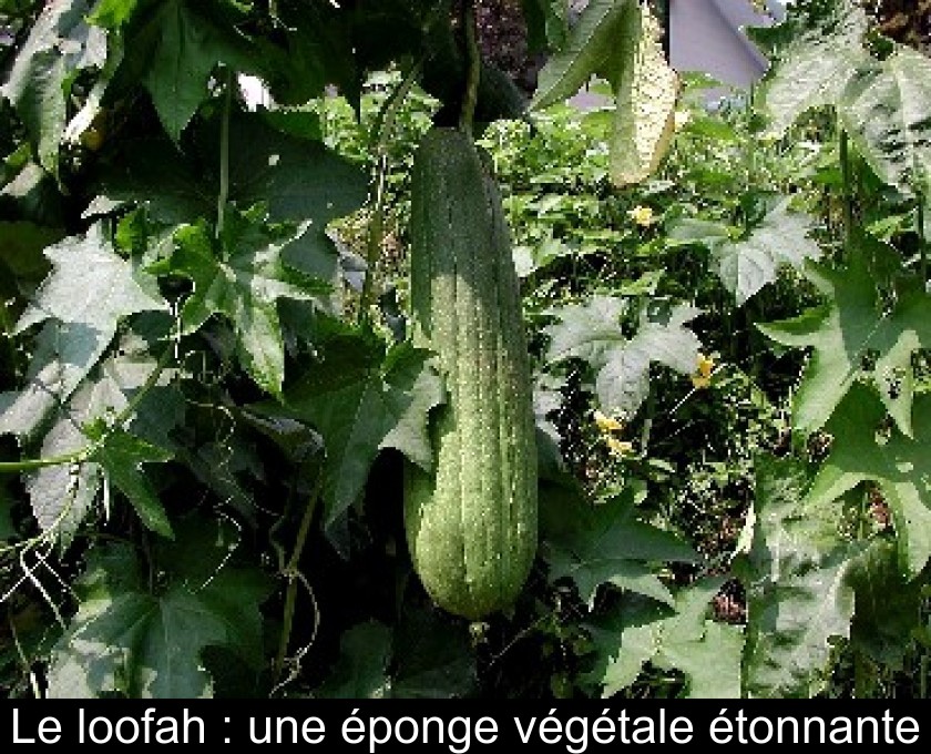 Le loofah : une éponge végétale étonnante Le loofah : une éponge végétale étonnante