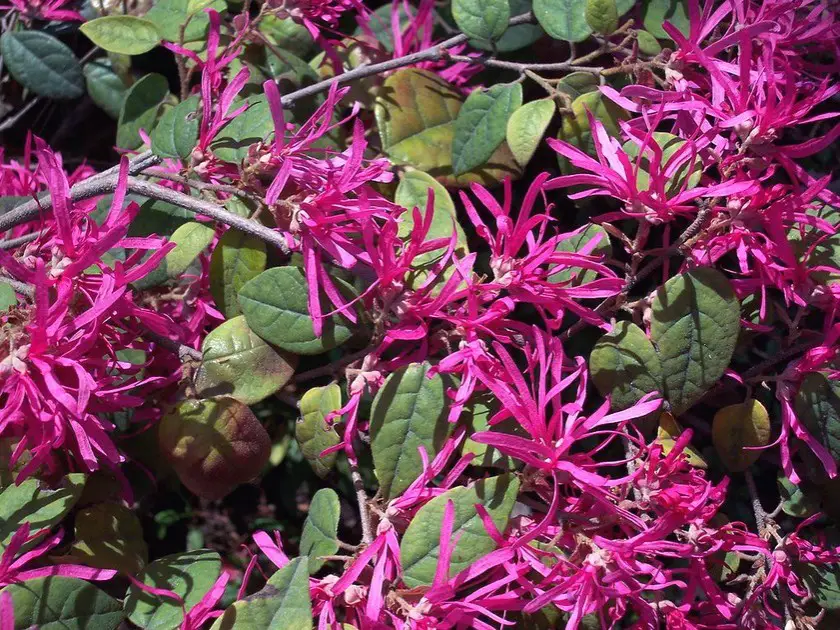 Le loropetalum : un arbuste décoratif à fleurs roses