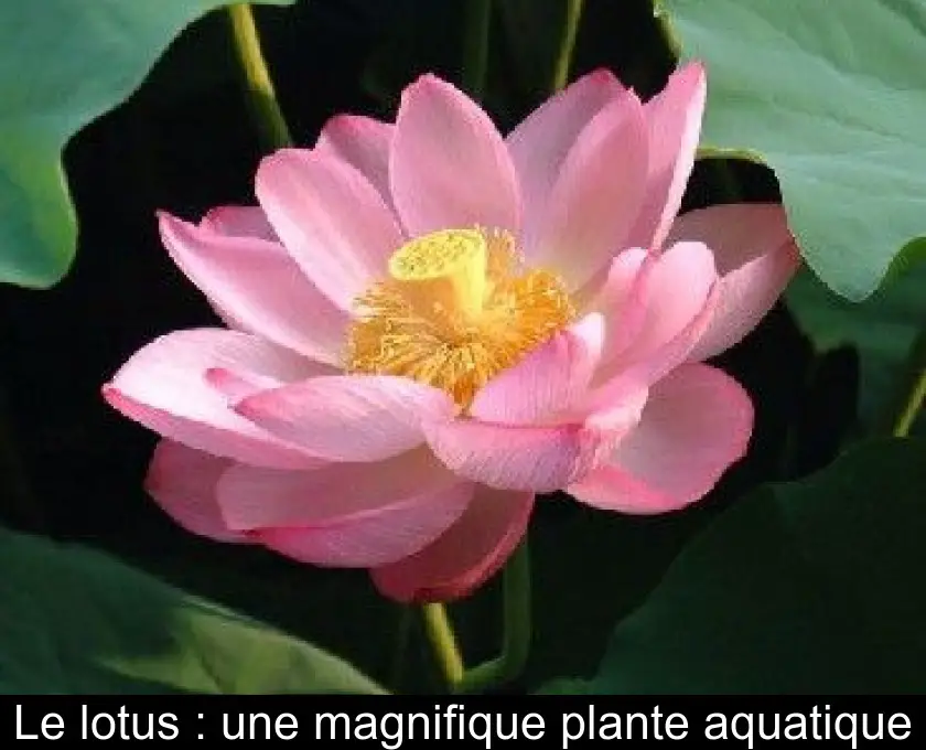 Le lotus : une magnifique plante aquatique
