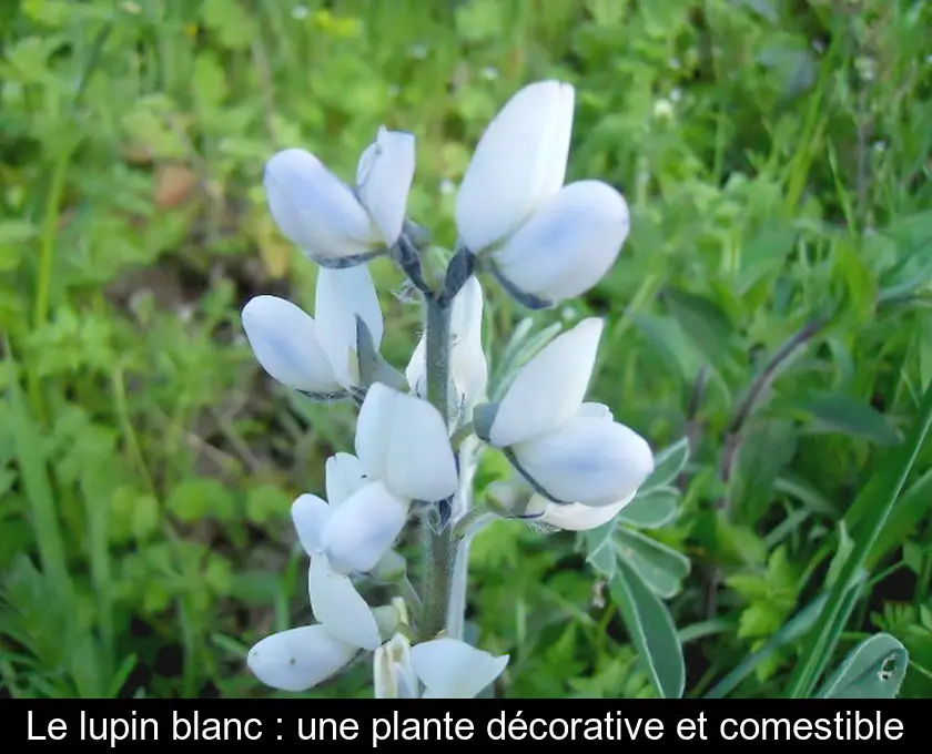 Le lupin blanc : une plante décorative et comestible