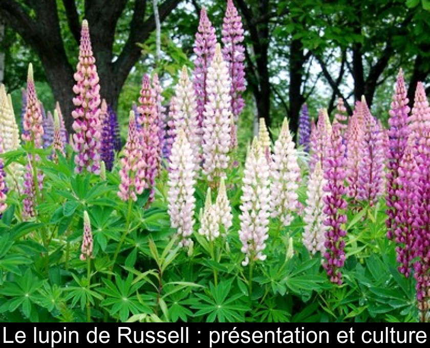 Le lupin de Russell : présentation et culture Le lupin de Russell : présentation et culture