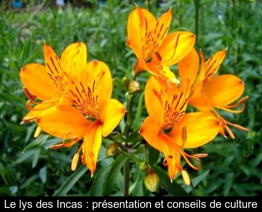 Le lys des Incas : présentation et conseils de culture Le lys des Incas : présentation et conseils de culture