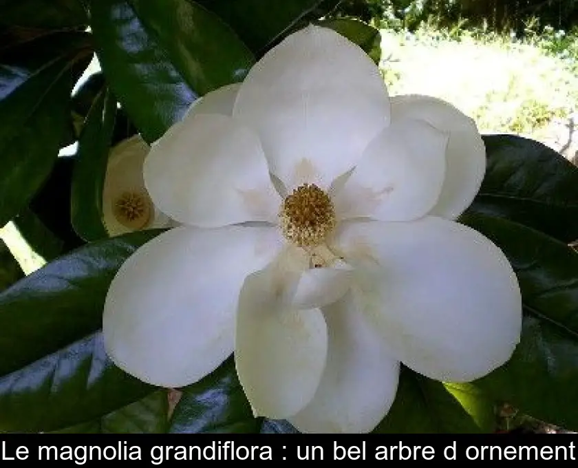 Le magnolia grandiflora : un bel arbre d'ornement