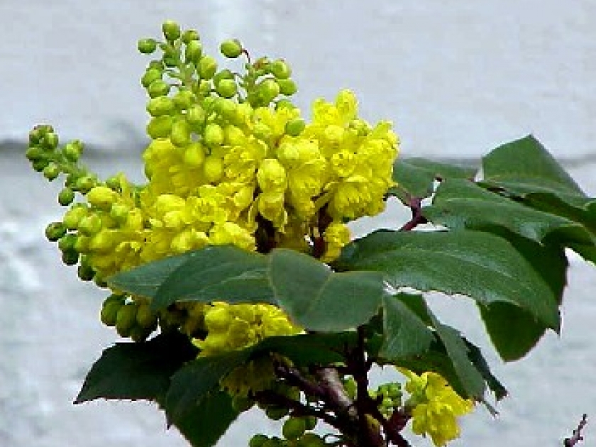 Le mahonia aquifolium : un bel arbuste en hiver Le mahonia aquifolium : un bel arbuste en hiver