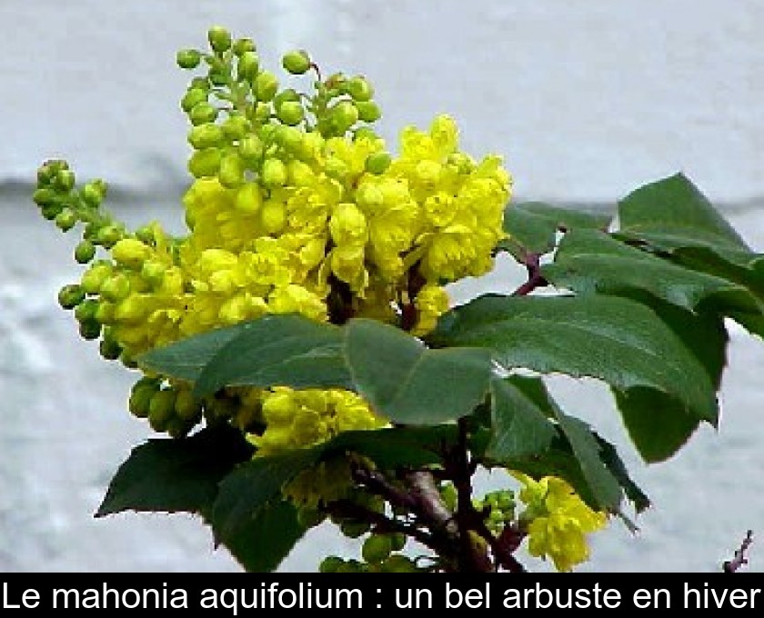 Le mahonia aquifolium : un bel arbuste en hiver Le mahonia aquifolium : un bel arbuste en hiver