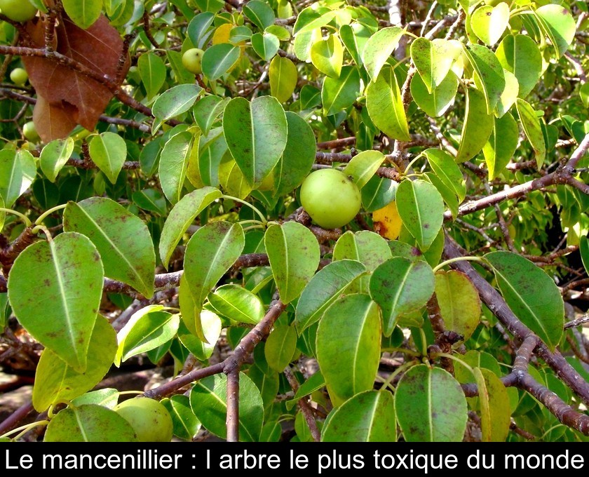 Le mancenillier : l'arbre le plus toxique du monde Le mancenillier : l'arbre le plus toxique du monde