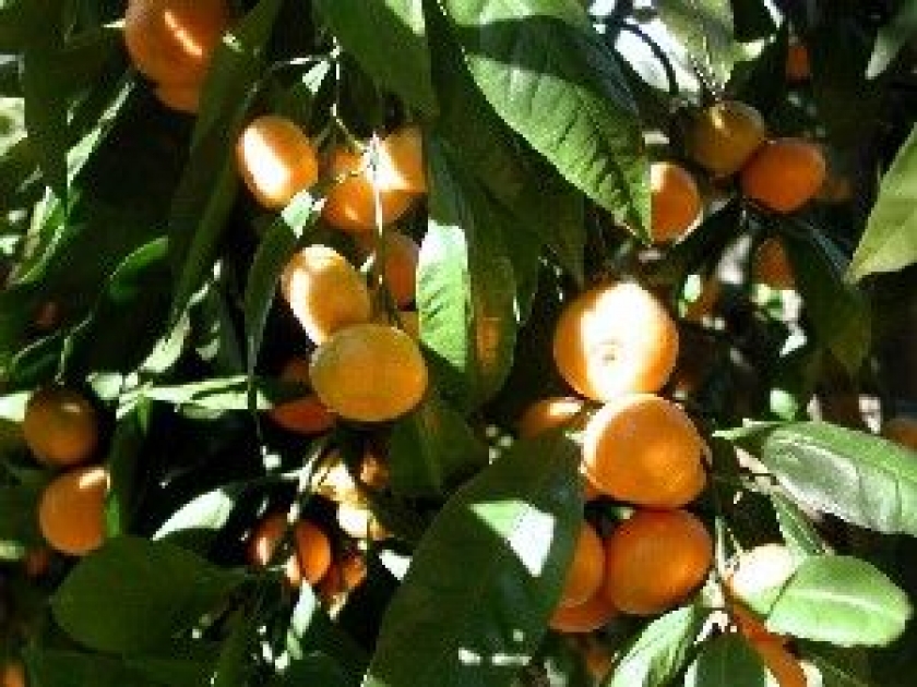 Le mandarinier met du soleil dans les jardins Le mandarinier met du soleil dans les jardins