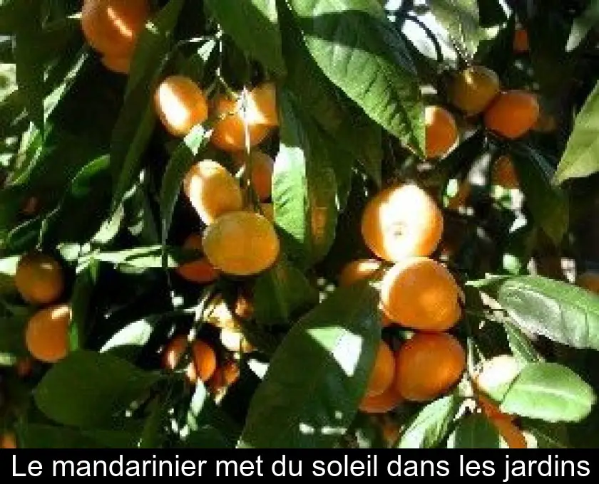 Le mandarinier met du soleil dans les jardins