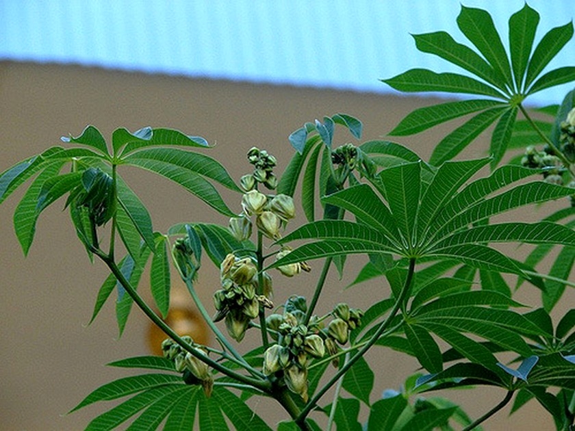 Plante graphique Plante graphique