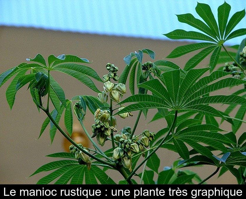 Le manioc rustique : une plante très graphique Le manioc rustique : une plante très graphique