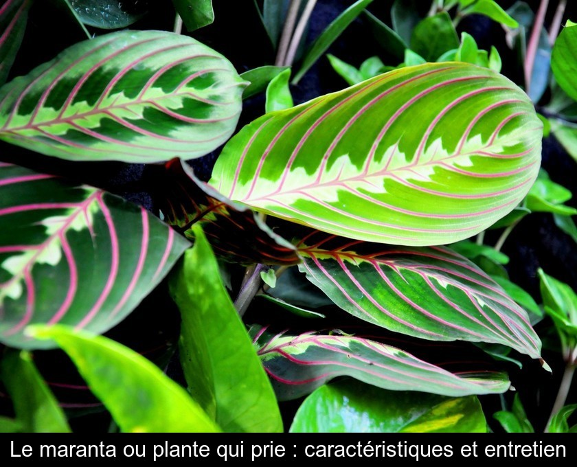 Le maranta ou plante qui prie : caractéristiques et entretien