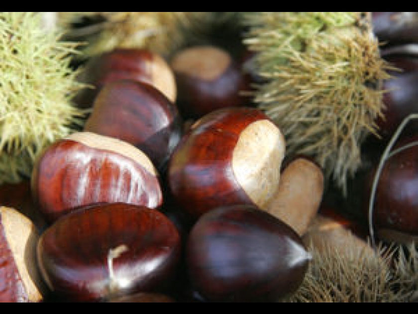 Le marron glacé, délice de Noël Le marron glacé, délice de Noël
