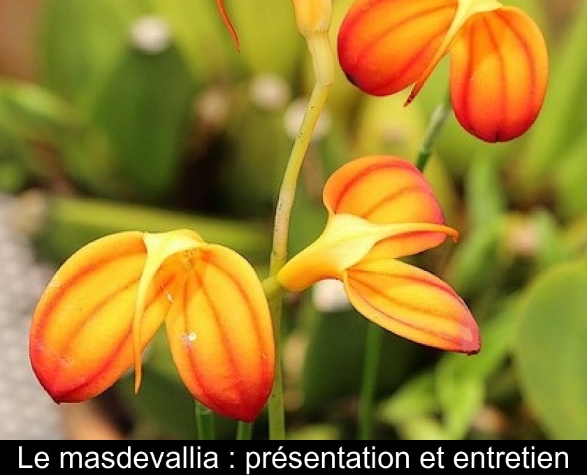 Le masdevallia : présentation et entretien Le masdevallia : présentation et entretien