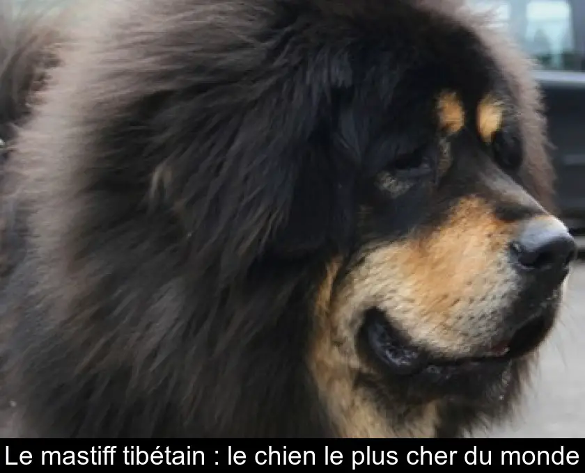 Le mastiff tibétain : le chien le plus cher du monde