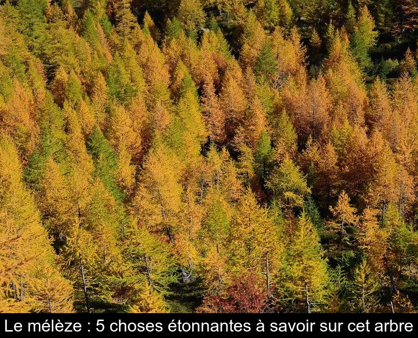 Le mélèze : 5 choses étonnantes à savoir sur cet arbre