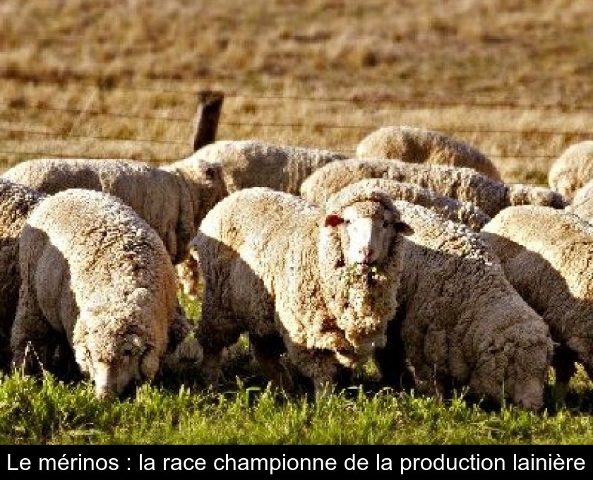 Le mérinos : la race championne de la production lainière Le mérinos : la race championne de la production lainière