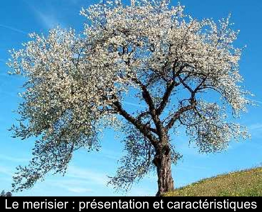 Le merisier : présentation et caractéristiques