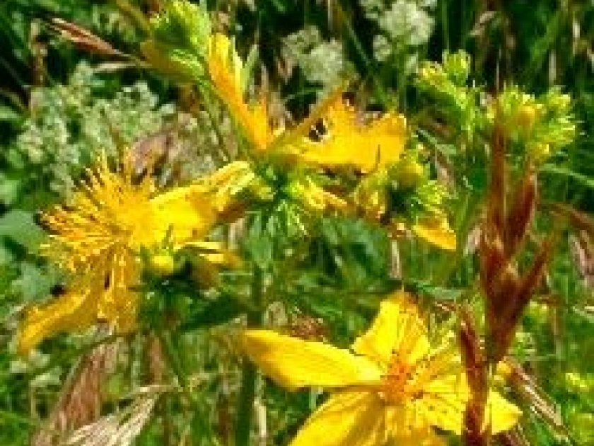 Le millepertuis : une plante efficace contre la dépression Le millepertuis : une plante efficace contre la dépression