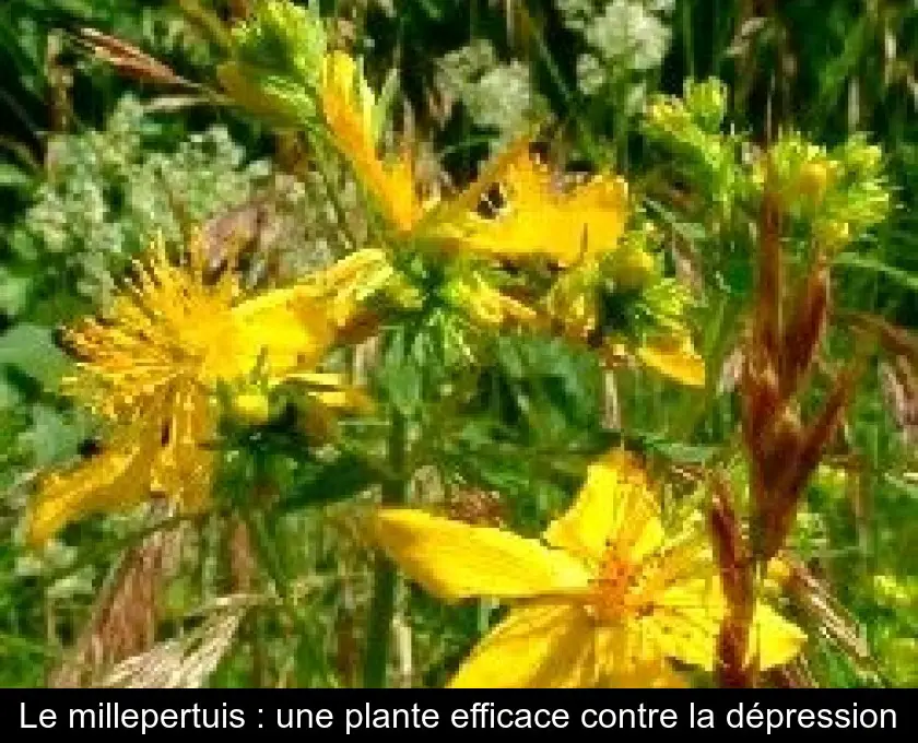 Le millepertuis : une plante efficace contre la dépression