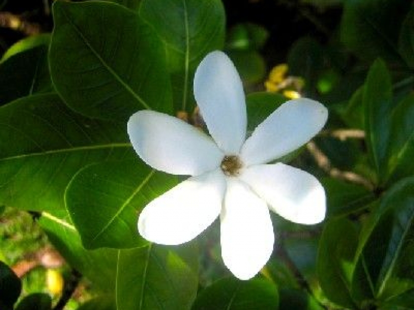 Le monoï de Tahiti : une huile de soin traditionnelle Le monoï de Tahiti : une huile de soin traditionnelle