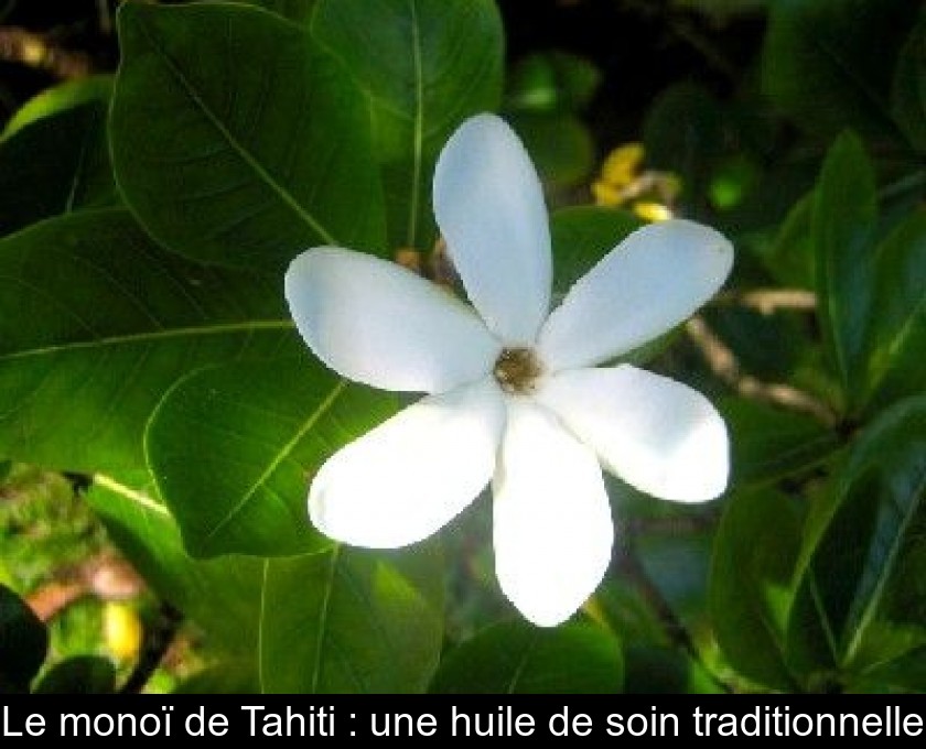 Le monoï de Tahiti : une huile de soin traditionnelle Le monoï de Tahiti : une huile de soin traditionnelle