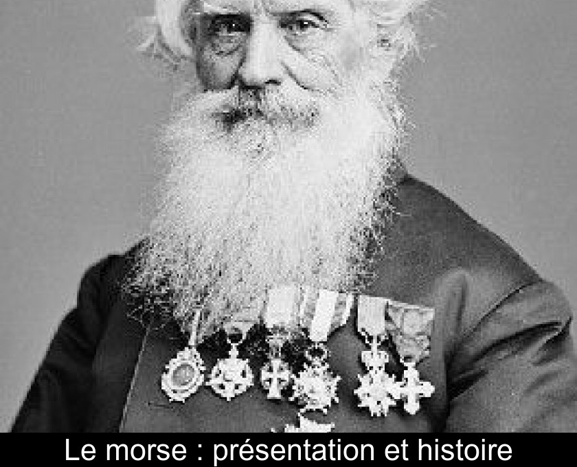 Le morse : présentation et histoire