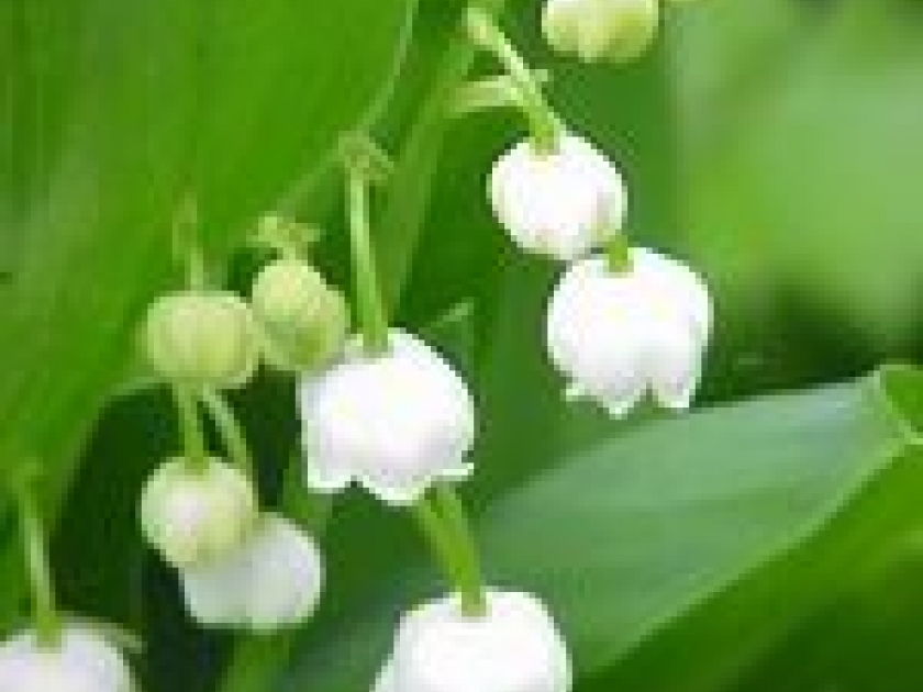 Le muguet Le muguet