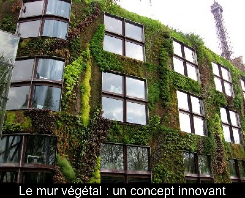 Le mur végétal : un concept innovant Le mur végétal : un concept innovant