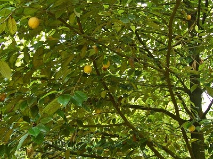 Le muscadier : l'arbre qui donne la noix de muscade Le muscadier : l'arbre qui donne la noix de muscade