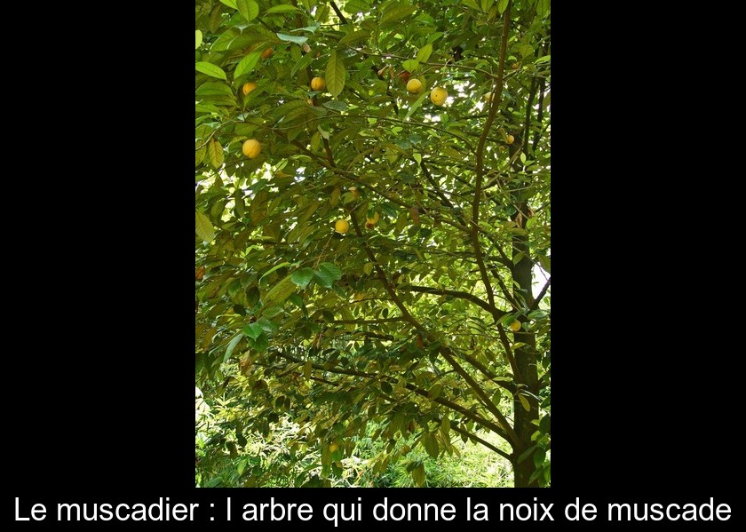 Le muscadier : l'arbre qui donne la noix de muscade