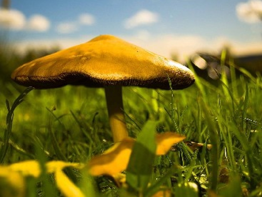 Le Musée du champignon : une visite insolite à Saumur Le Musée du champignon : une visite insolite à Saumur