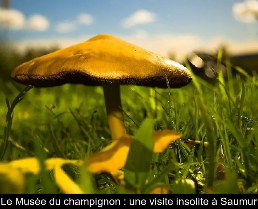 Le Musée du champignon : une visite insolite à Saumur