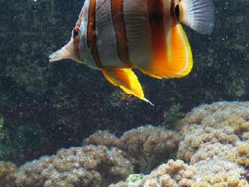 Le Muséum Aquarium de Nancy : un musée scientifique réputé Le Muséum Aquarium de Nancy : un musée scientifique réputé
