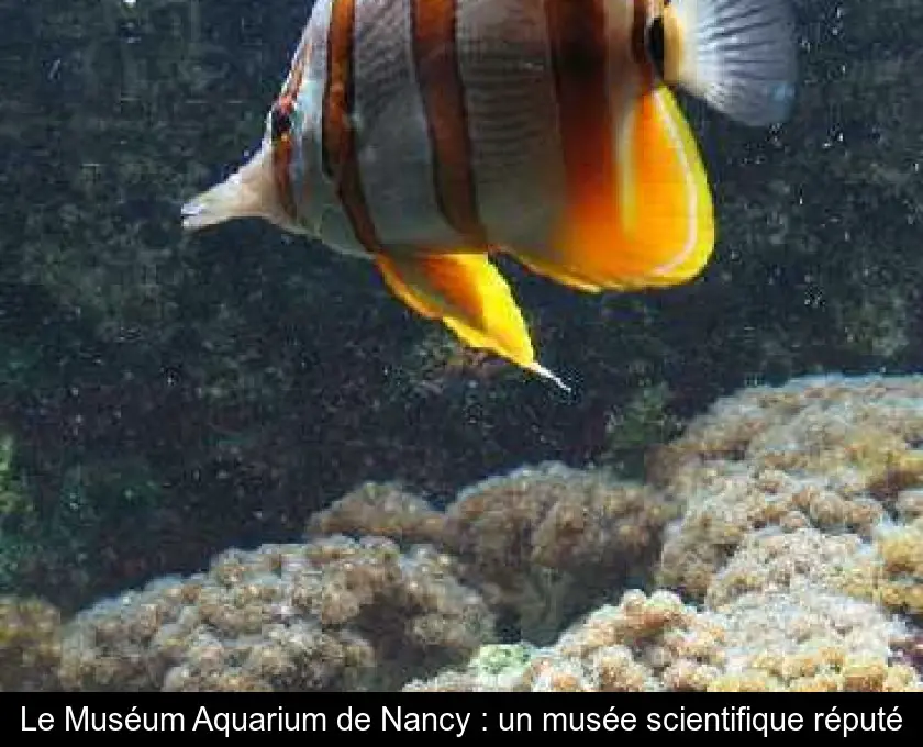 Le Muséum Aquarium de Nancy : un musée scientifique réputé