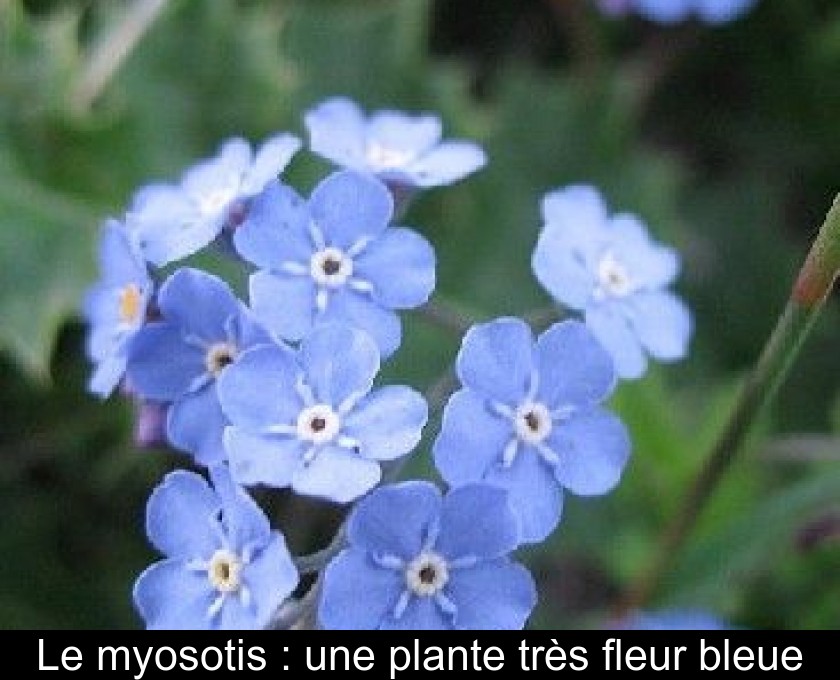 Le myosotis : une plante très fleur bleue Le myosotis : une plante très fleur bleue