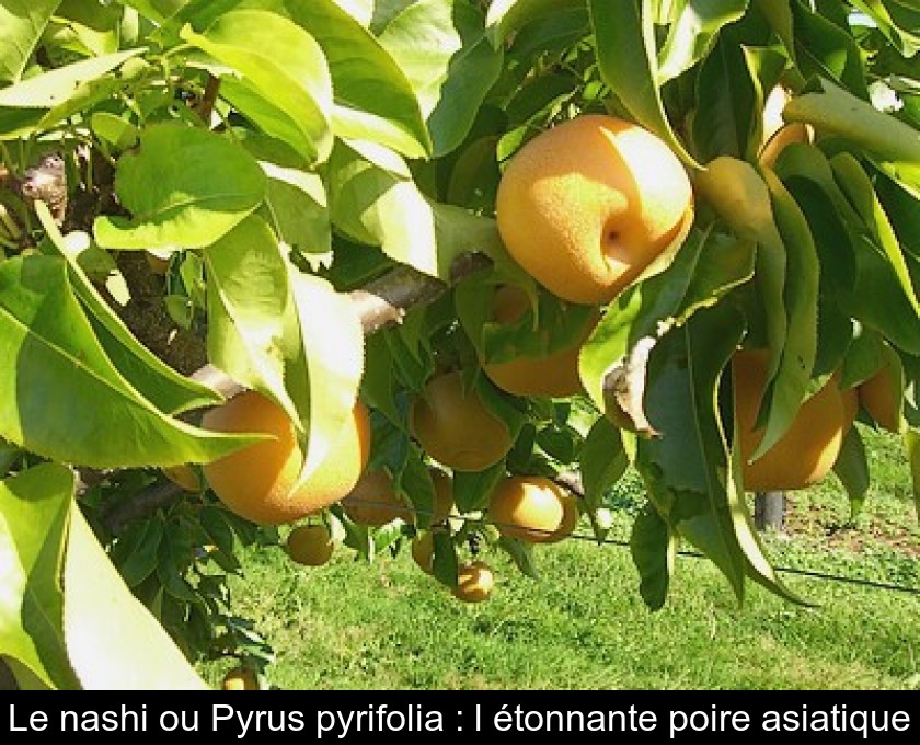 Le nashi ou Pyrus pyrifolia : l'étonnante poire asiatique