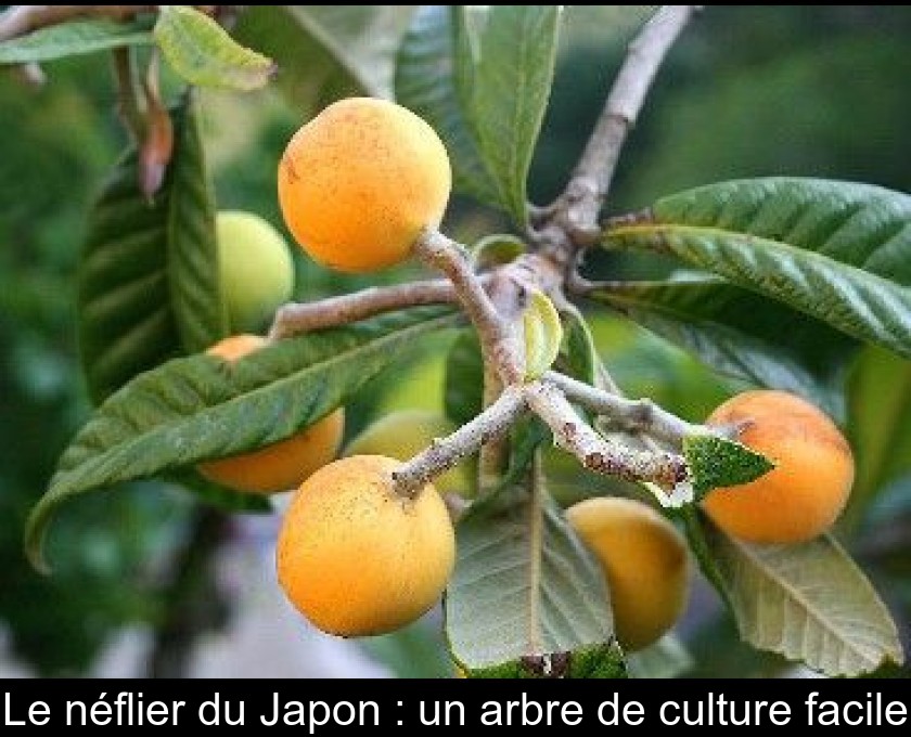 Le néflier du Japon : un arbre de culture facile Le néflier du Japon : un arbre de culture facile