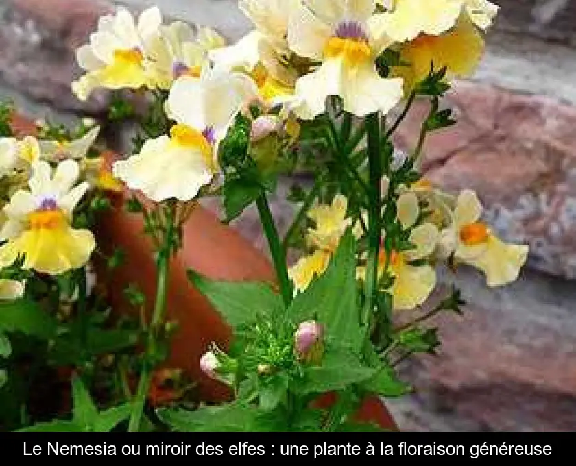 Le Nemesia ou miroir des elfes : une plante à la floraison généreuse