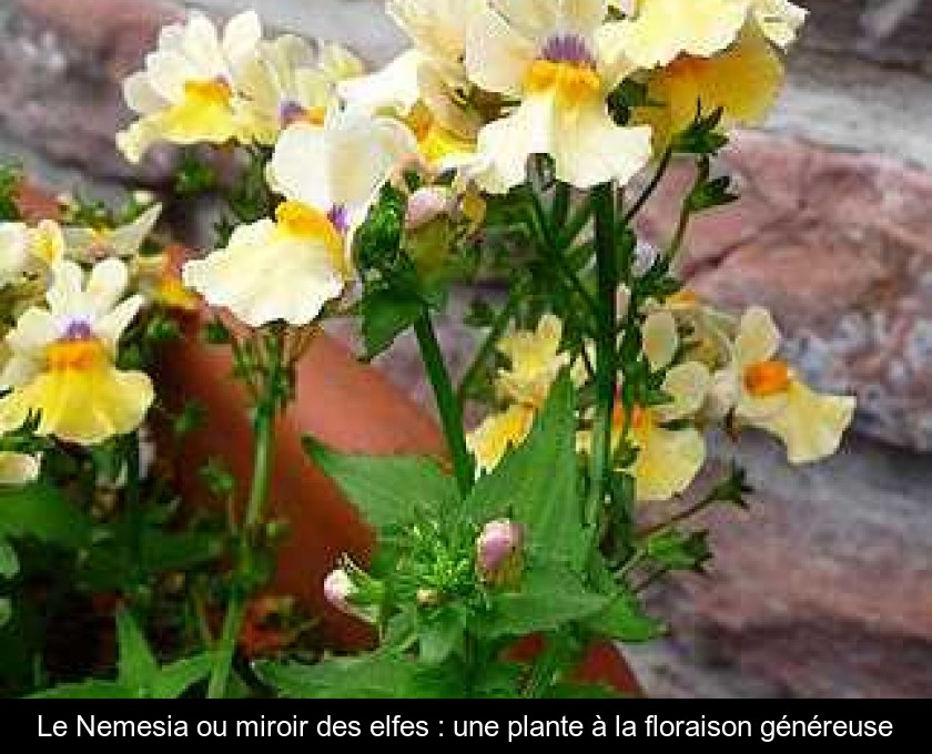 Le Nemesia ou miroir des elfes : une plante à la floraison généreuse Le Nemesia ou miroir des elfes : une plante à la floraison généreuse