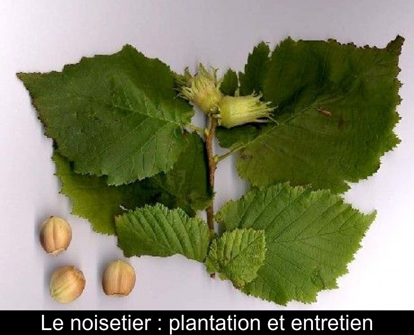 Le noisetier : plantation et entretien