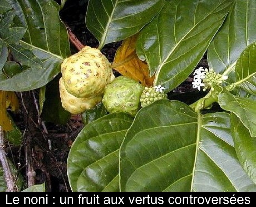 Le noni : un fruit aux vertus controversées